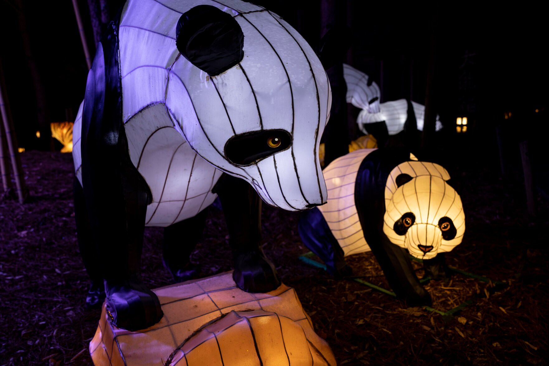 Panda Lights